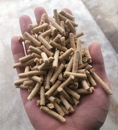 養殖戶(hù)使用飼料顆粒機加工顆粒實(shí)拍制粒效果