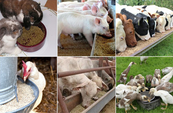 吉姆克專(zhuān)業(yè)生產(chǎn)鴿子飼料顆粒機 廠(chǎng)家直銷(xiāo) 質(zhì)量有保障 可加工各種動(dòng)物飼料