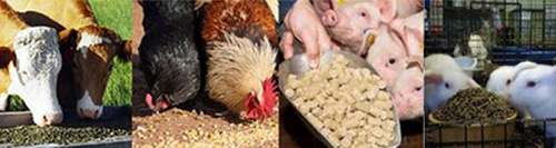 小型兔子飼料顆粒機壓制出來(lái)的顆粒飼料