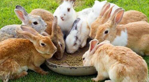 兔子正在吃小型飼料顆粒機壓制出來(lái)的顆粒飼料